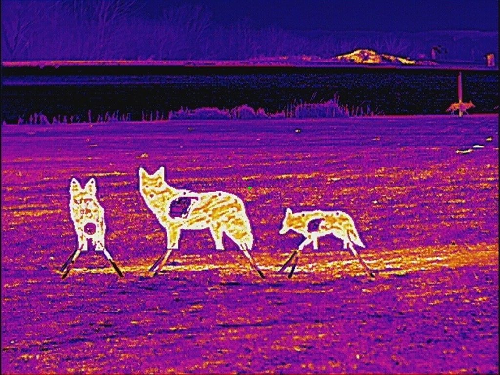 AR500 Coyote Target W/ REACTIVE Vital - Small