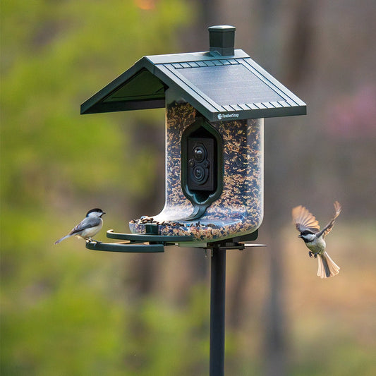 Feather Snap Smart, Solar-Powered Bird Feeder W/ AI Species Recognition
